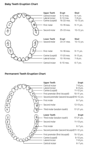 ADA baby teeth and adult teeth eruption charts