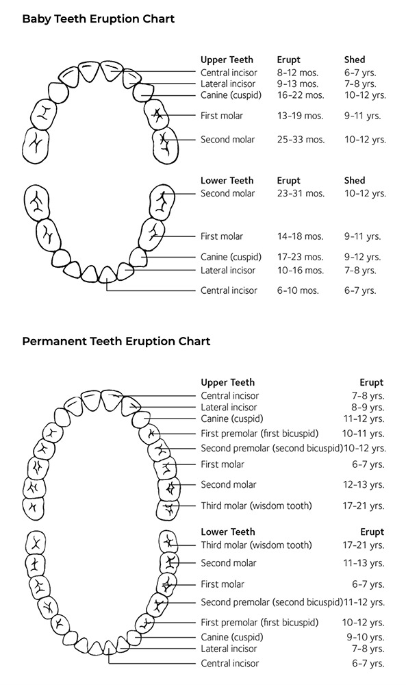 ADA baby teeth and adult teeth eruption charts