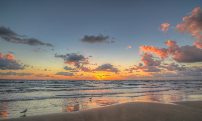Seagulls at sunrise on South Padre Island Texas